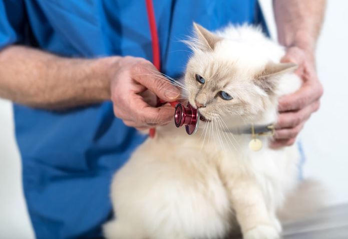 Finding the Best Pet Insurance for Cats